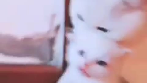 🐾CUTE CATS 😄