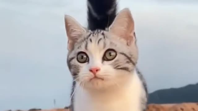 funny cat on the road