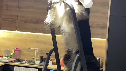 A Dog, a Lightbulb and a Ladder