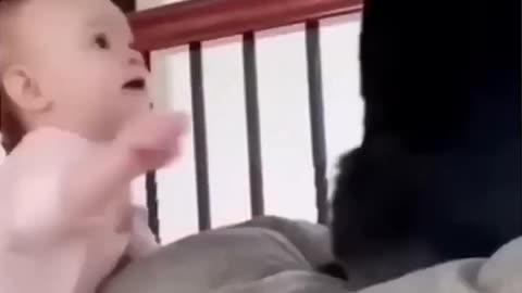 Funny cat and dog