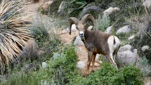 Bighorn Ram on Pusch