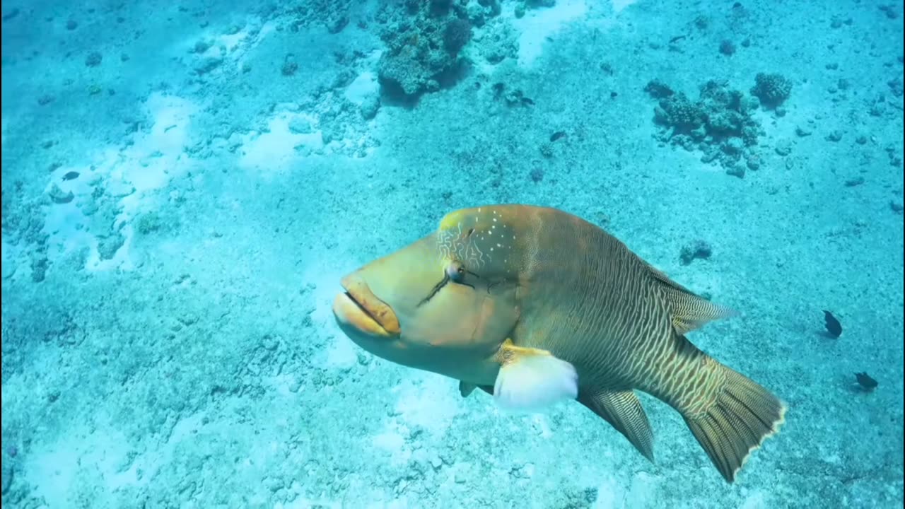 Under water adventure. Mysterious ocean 🌊 depth.