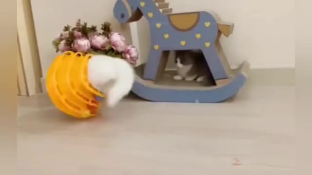 Super Cat videos Short