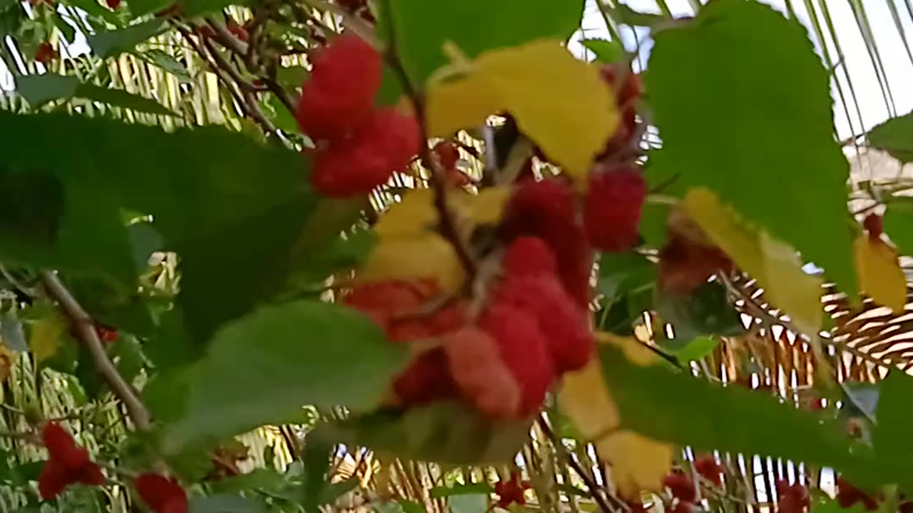 Mulberry fruit juices tree