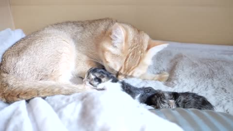 3 baby kittens, first morning