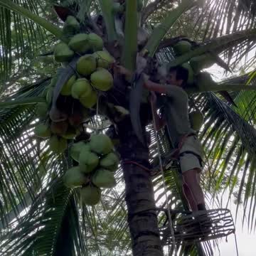 Coconuts! The purest most versatile food on earth!