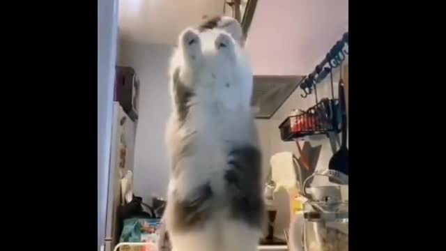 Funny cat dancing