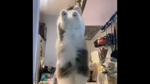 Funny cat dancing