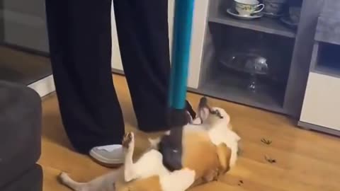 Dog playing with owner