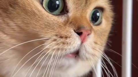 Cat funny video