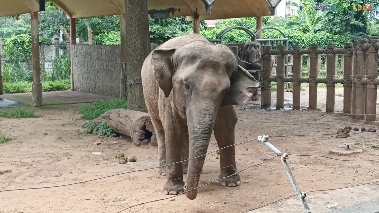 The cute Elephants beautiful dance.