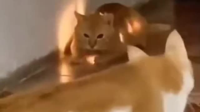 Cat orange