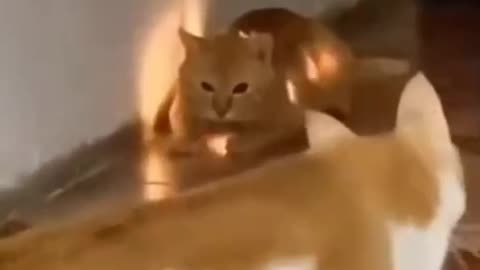 Cat orange