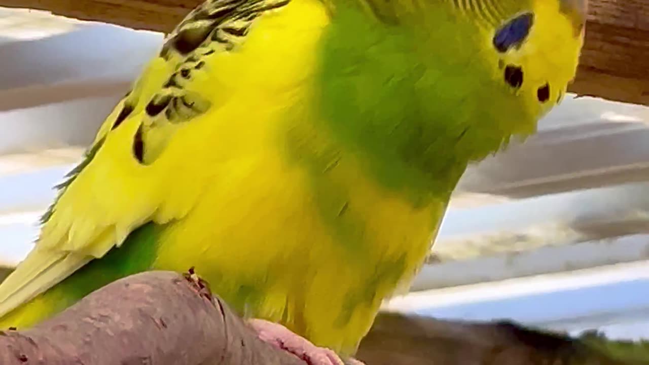 Budgie male Singing #nature #birds