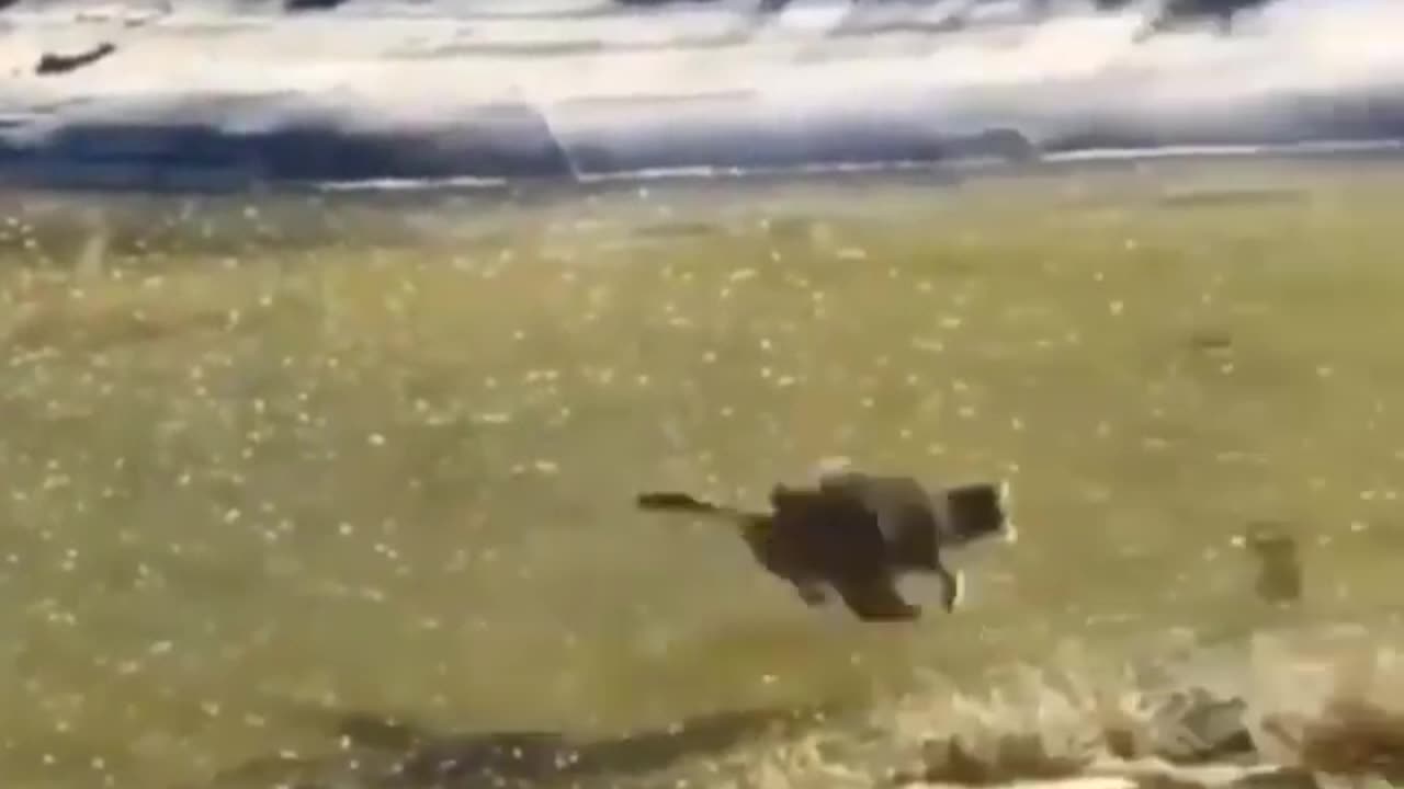 Feline on Thin Ice: The Underwater Chase!