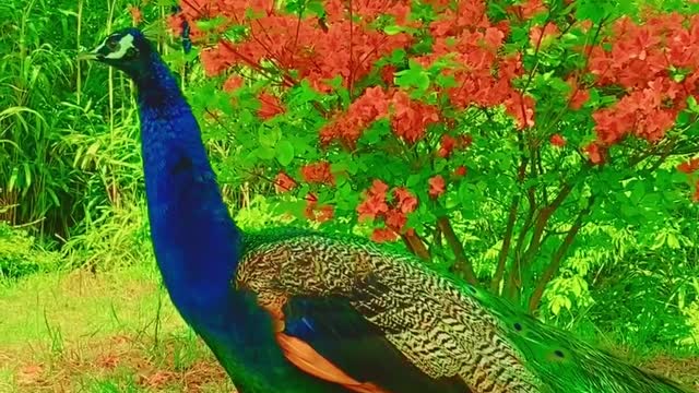 a large male bird with long blue and green tail feathers that it can spread out like a fan