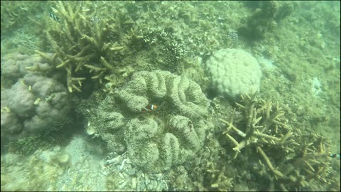 Snorkeling Adventures Philippines. Clownfish!!