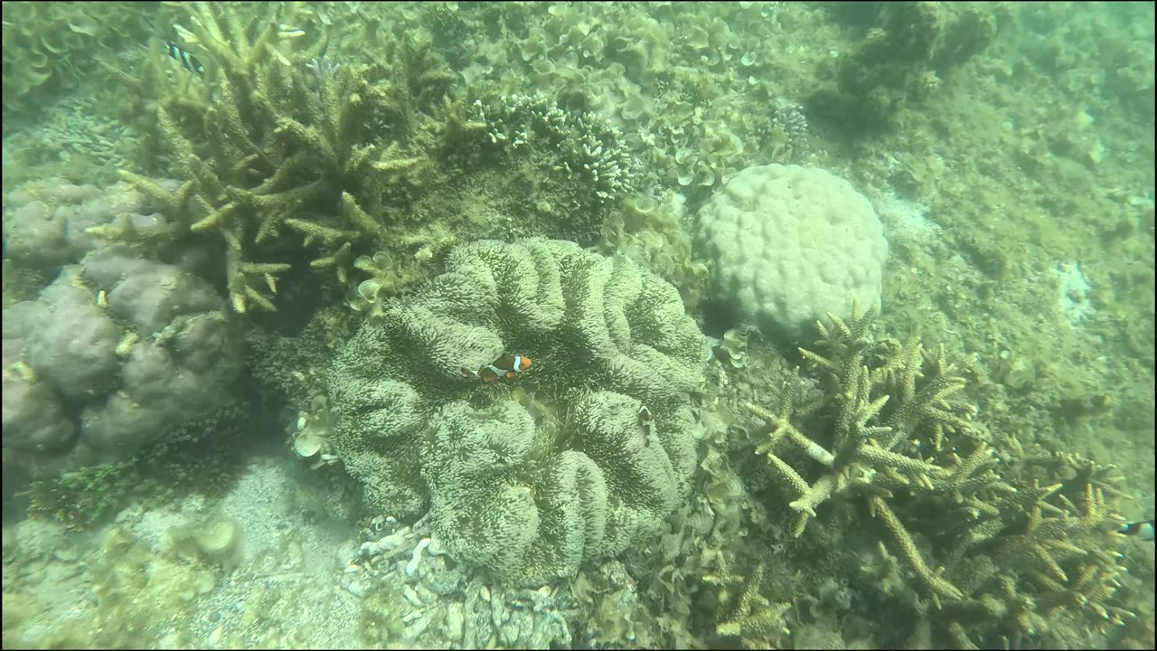 Snorkeling Adventures Philippines. Clownfish!!