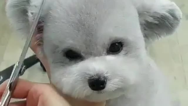 A dog that loves stink and beauty.