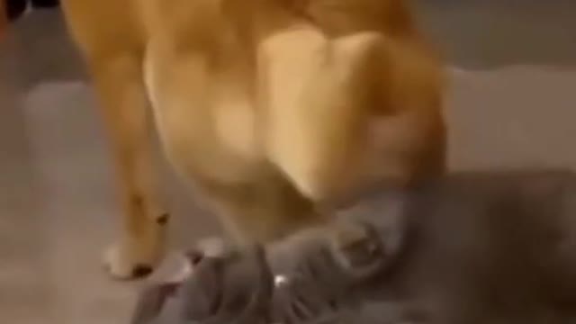 Funniest Cat and Dog Videos on the Internet DAILY 🐶 ANIMALS 😻 SHORTS