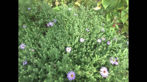 Beautiful Fall Flowers Aster Sept 2022