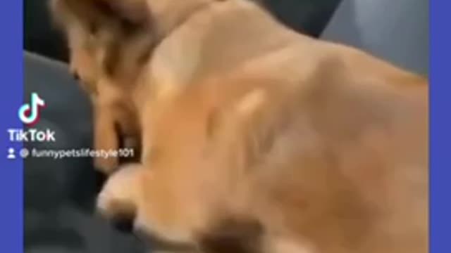 Try not to laugh🤣 Funny animals😹‖ #shorts ‖