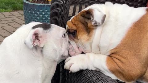 English Bulldogs' Epic Face Off