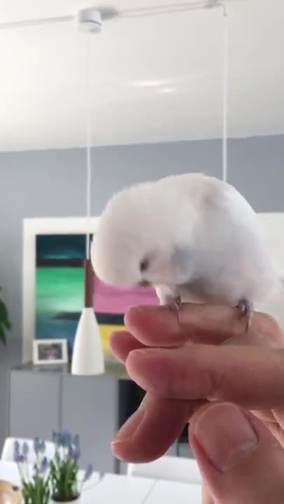 Budige Is Crazy About Fingers