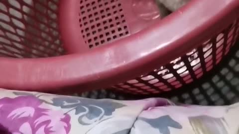 Our home cat playing in a basket