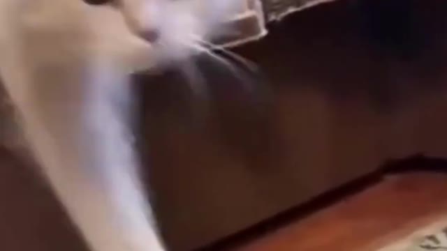 Funny Animals video #shorts