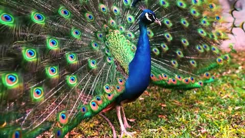 Peacock with its beautiful colors