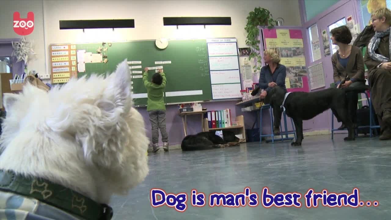 Dog Teachers