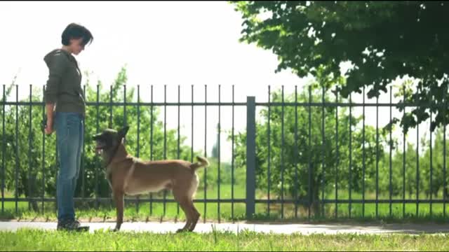 Dog training video