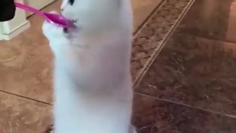 Funny animal having fun