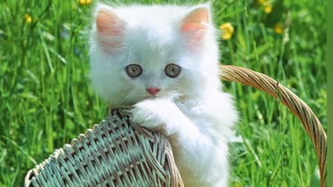 😃😄🥰cute cats ❤💕very very so gorgeous cat 🥰❤💯