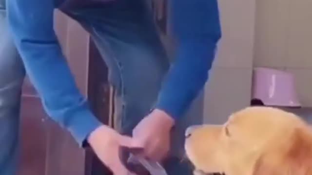 Funny Animals Videos2022 🤣🐶 😻-Funniest Cats And Dogs Video