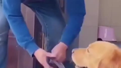 Funny Animals Videos2022 🤣🐶 😻-Funniest Cats And Dogs Video