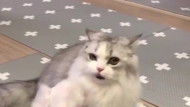 Big cat and little cat