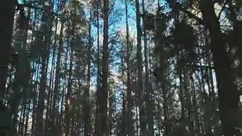 Felling alone in forest 😞