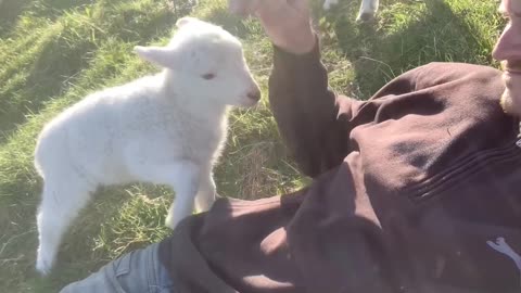 Lamb Needs Attention