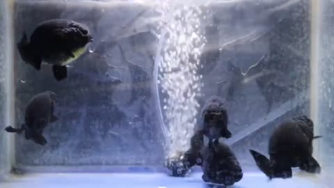 Wow super beautiful goldfish in tank-5