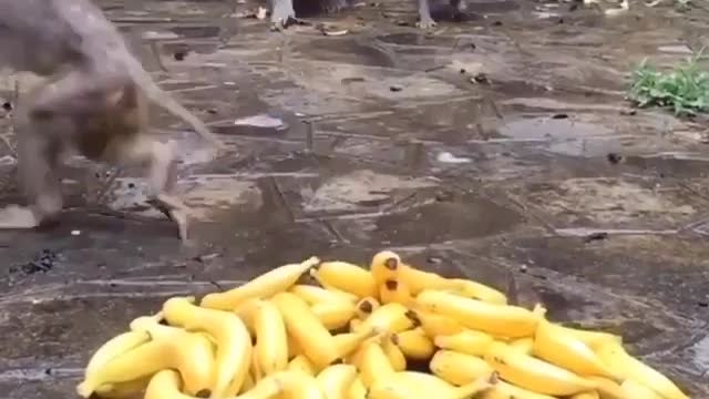 Baby mankey whit bananaπππππ