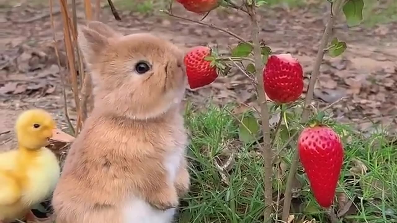 Bunny eating strawberry 🍓🍓