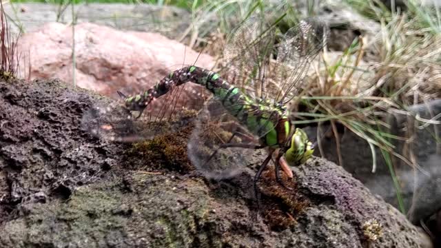 Dragonfly laying eggs