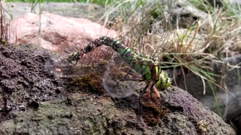 Dragonfly laying eggs