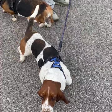 #VirtualUniversity : #humannature & #animalnature - she is #theboss