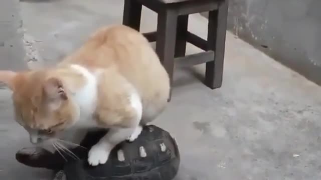 The cat took a ride on a turtle