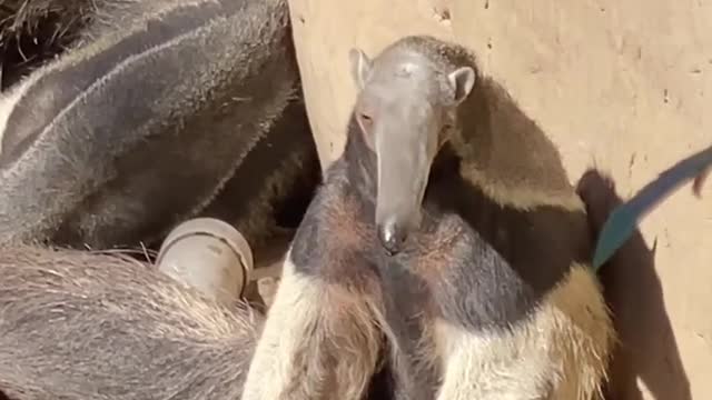 A Giant anteater's tongue can reach up to 2 feet in length!