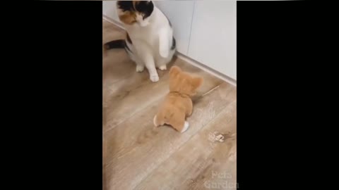 kitten plays with teddy bear