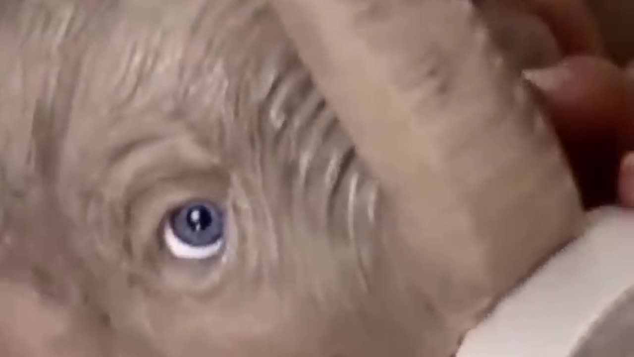 Funniest Animals Part (1) #animals